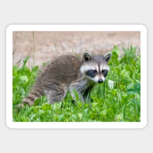 Baby raccoon in a green yard Sticker